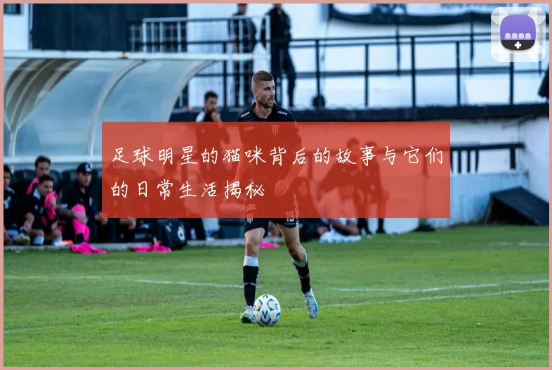 足球明星的猫咪背后的故事与它们的日常生活揭秘